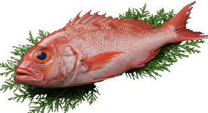 Image_fx__1_-removebg-preview