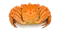 hairy crab