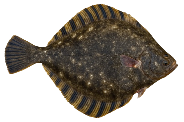 karei_004-1-removebg-preview