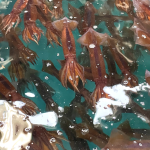 8fa0f32805d6c7f0ea68abb988cf1a16-150x150