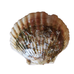 ほたて_ダミー-150x150