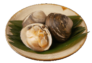 ほっき貝_ダミー