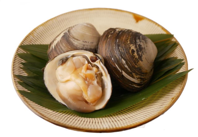 ほっき貝_ダミー
