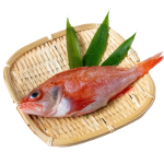 キンキ_ダミー-150x150