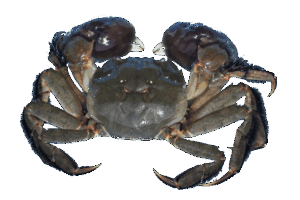 モクズガニ_ダミー