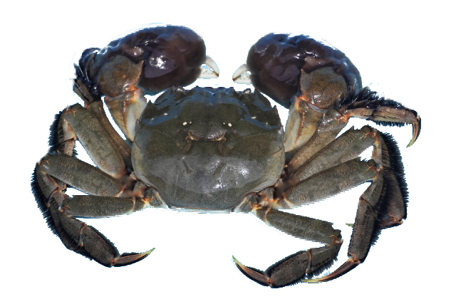 モクズガニ_ダミー