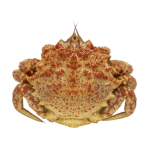 栗ガニ_ダミー-150x150