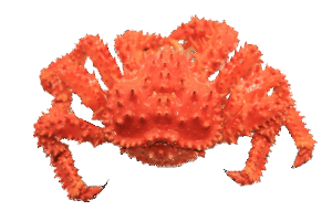 花咲ガニ_ダミー-300x200